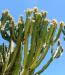Euphorbia candelabrum syn. Euphorbia erythraea  (esemplare in natura).jpg